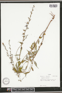 Campanulastrum americanum image