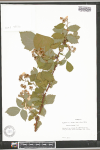 Rubus argutus image