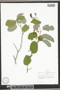 Amelanchier sanguinea image