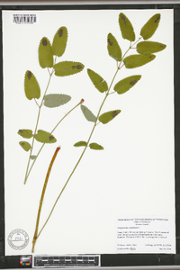 Sanguisorba canadensis image