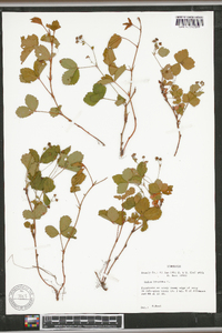 Rubus hispidus image