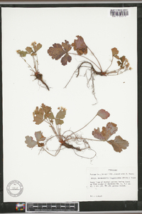 Waldsteinia fragarioides image