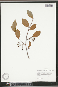 Aronia melanocarpa image