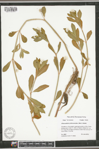 Alternanthera philoxeroides image