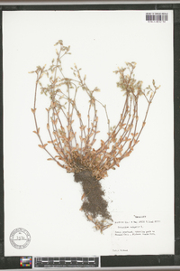 Cerastium fontanum subsp. vulgare image