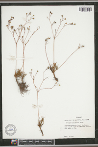 Talinum teretifolium image