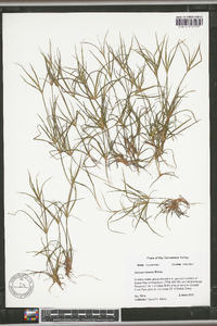 Juncus repens image