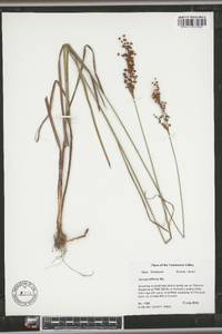 Juncus biflorus image