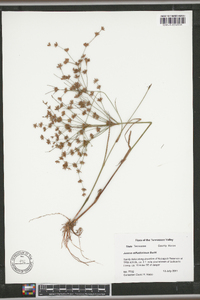 Juncus diffusissimus image