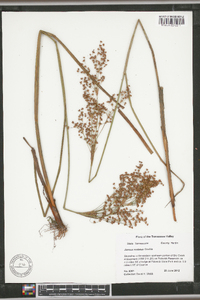 Juncus nodatus image