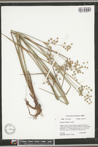 Juncus nodatus image