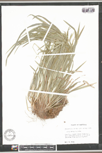 Carex striatula image