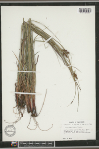 Carex caroliniana image