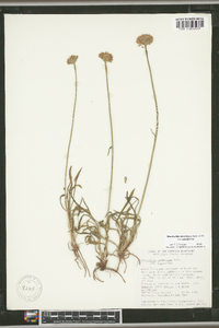 Marshallia caespitosa var. caespitosa image