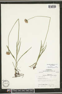 Marshallia caespitosa image