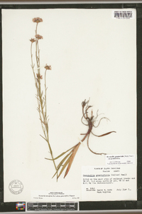 Marshallia graminifolia image