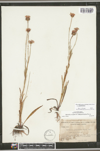 Marshallia graminifolia image