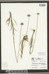 Marshallia graminifolia subsp. tenuifolia image