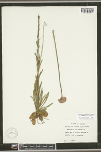 Marshallia graminifolia subsp. tenuifolia image