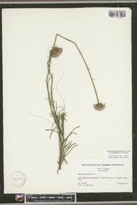 Marshallia graminifolia subsp. tenuifolia image