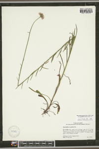 Marshallia graminifolia image