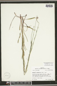 Marshallia graminifolia subsp. tenuifolia image