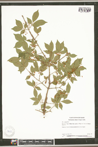 Euonymus alatus image