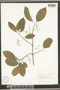 Euonymus atropurpureus image