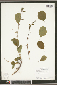 Celastrus scandens image