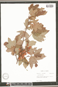 Acer barbatum image