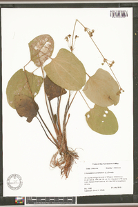 Echinodorus cordifolius image