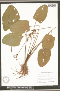 Echinodorus cordifolius image