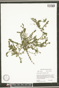 Elodea nuttallii image