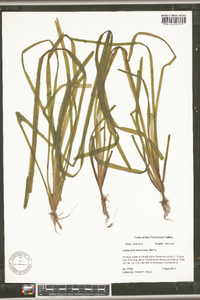 Vallisneria americana image