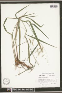 Leersia lenticularis image