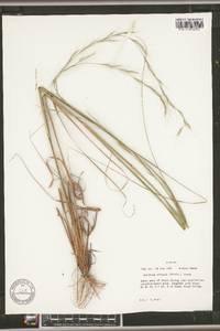 Aristida affinis image