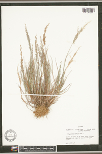 Eragrostis pilosa image