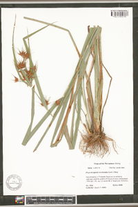 Rhynchospora corniculata image