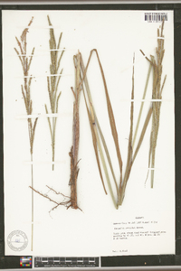 Paspalum urvillei image