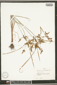 Cyperus iria image