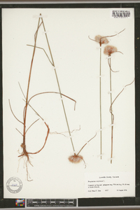 Eriophorum virginicum image