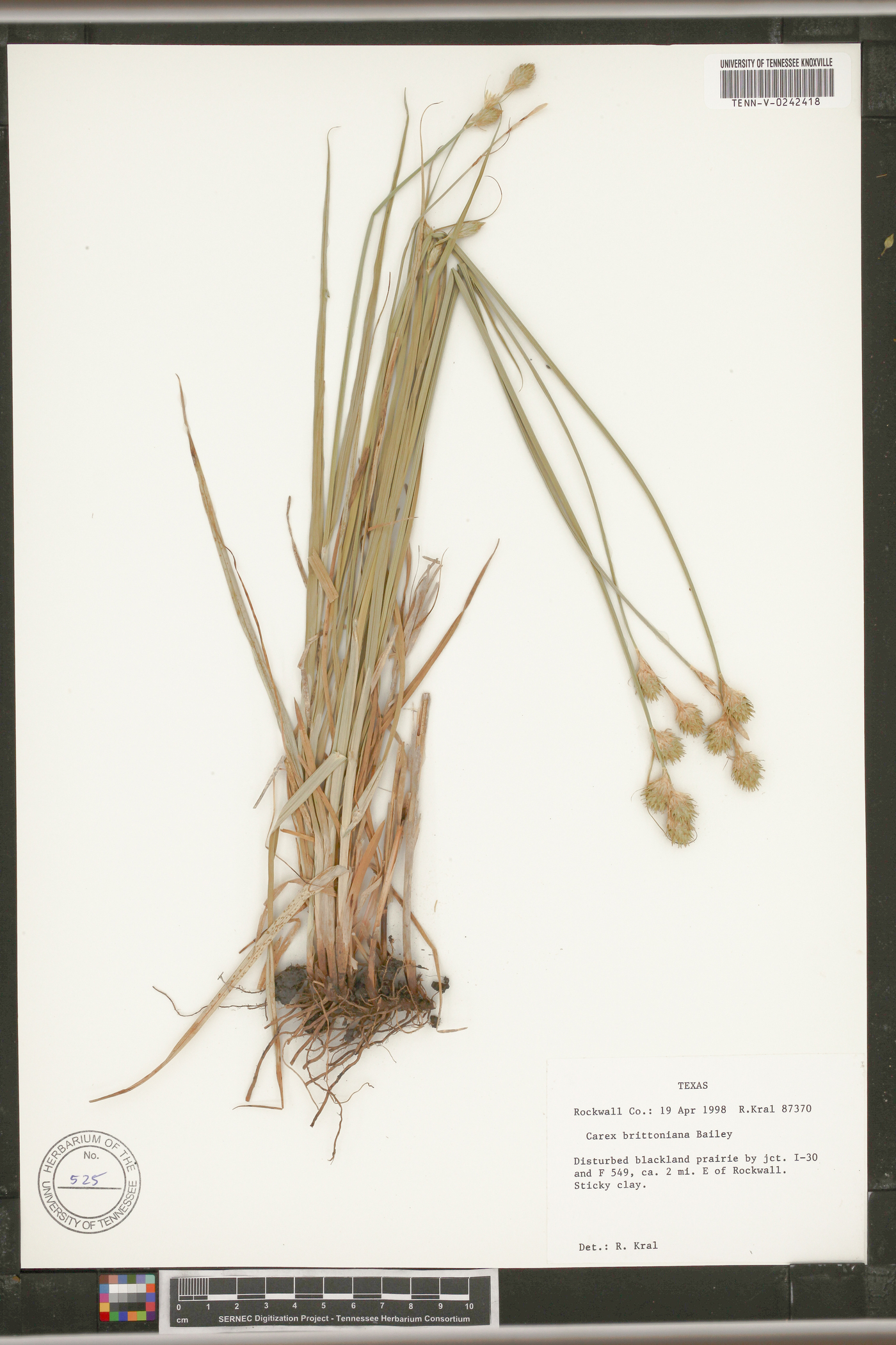 Carex brittoniana image
