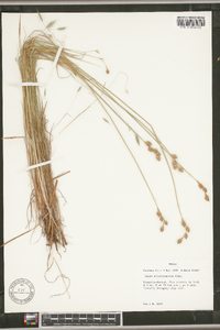 Carex albolutescens image