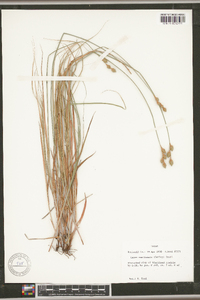 Carex reniformis image