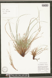Carex tonsa var. rugosperma image
