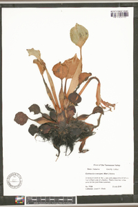 Eichhornia crassipes image