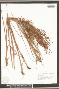 Juncus biflorus image