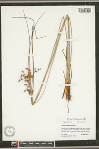 Juncus coriaceus image