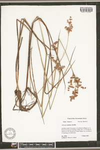 Juncus nodatus image