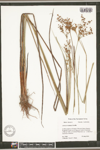 Juncus nodatus image